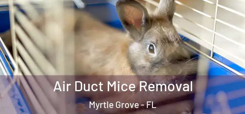  Air Duct Mice Removal Myrtle Grove - FL